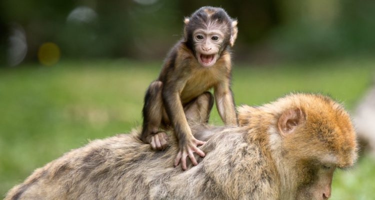 Desgarradoras fotos muestran a mono bebé aferrado a cadáver de su madre en  el hocico de un león | Sociedad | BioBioChile