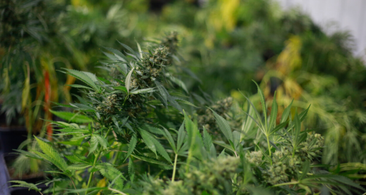 Cannabis a la Constitución.