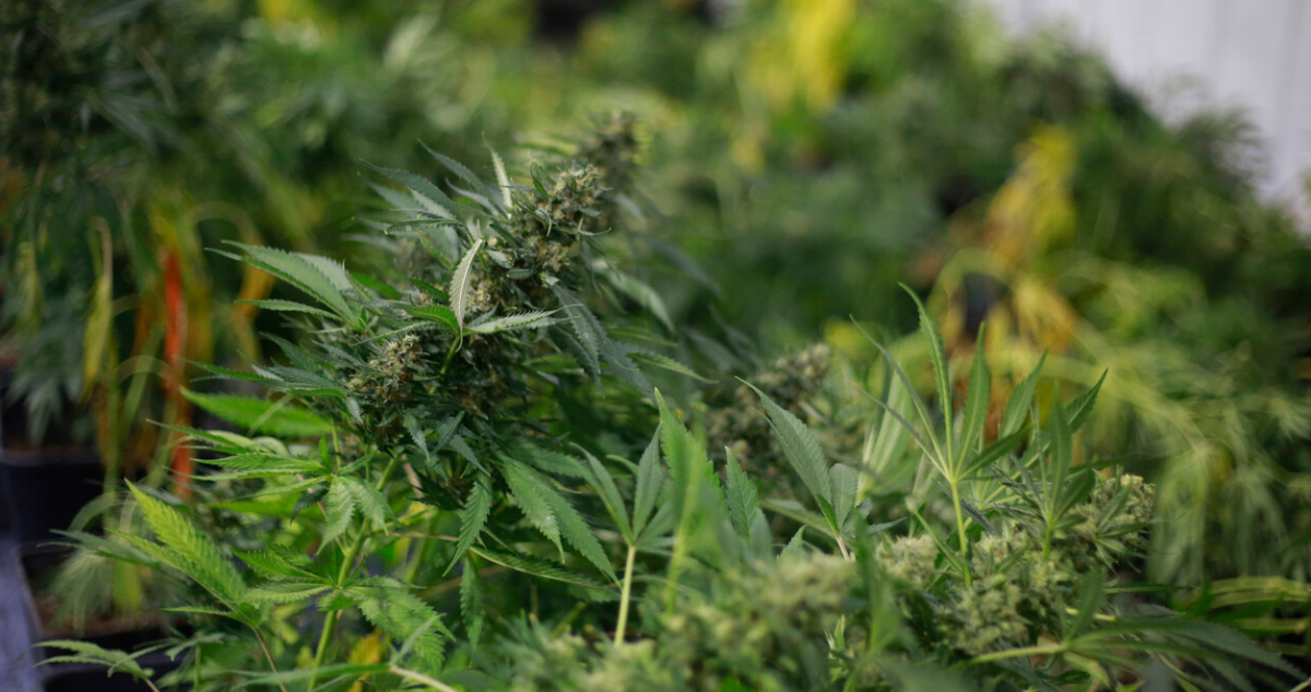Cannabis a la Constitución.