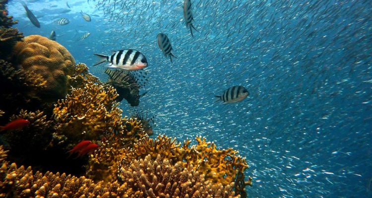 catorce-porciento-coral-desaparecio-nueve-anos