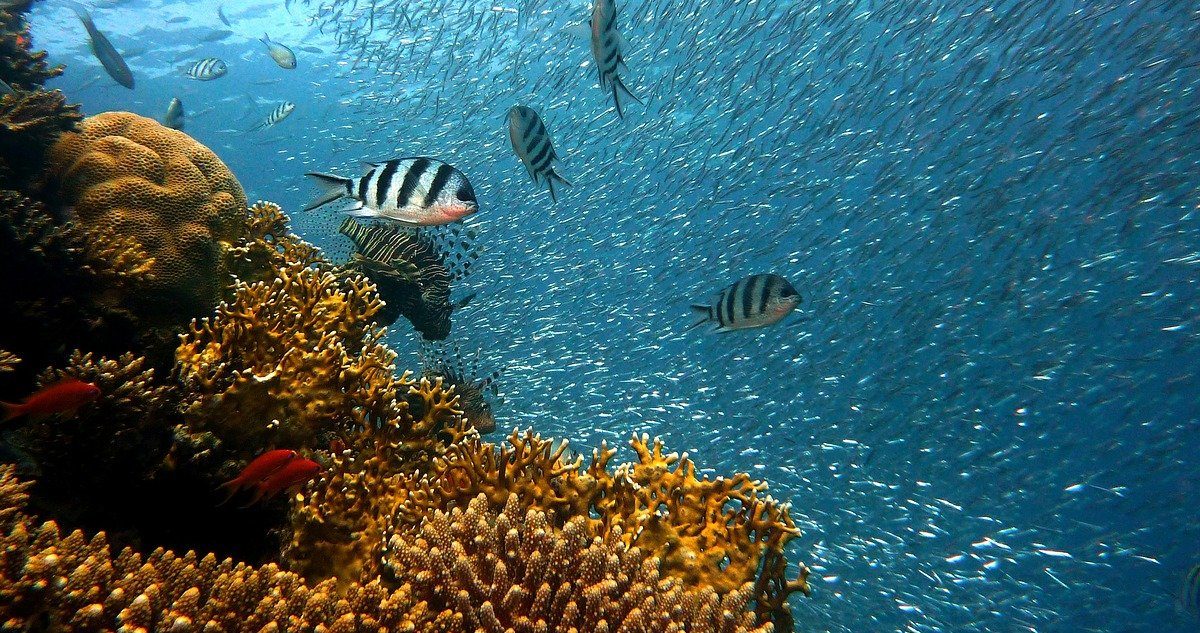 catorce-porciento-coral-desaparecio-nueve-anos
