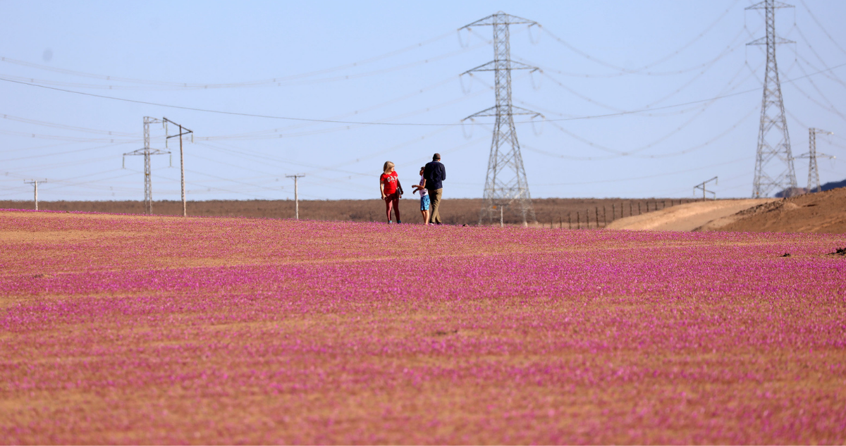 desierto florido