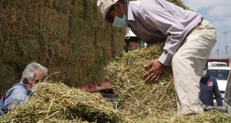 Entrega de forraje para animales