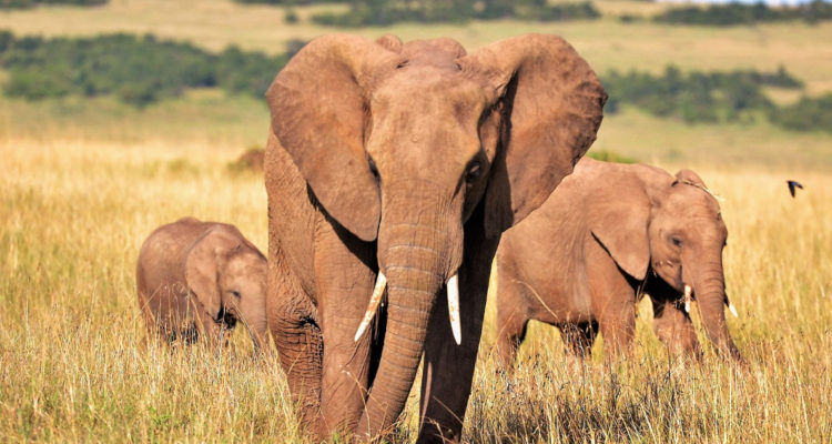 elefantes africanos en la sabana
