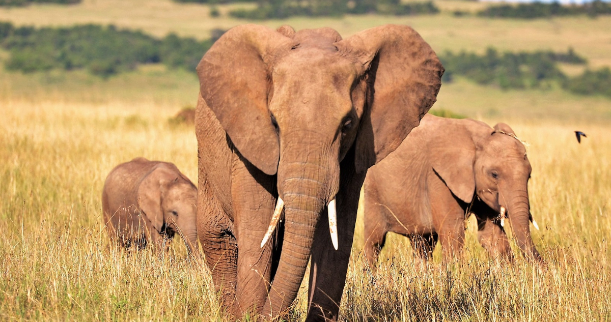 elefantes africanos en la sabana
