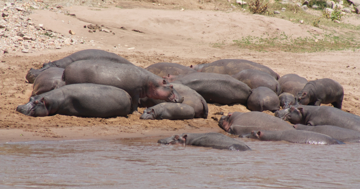 Tribunal de EEUU reconoce a hipopótamos de Pablo Escobar como personas jurídicas
