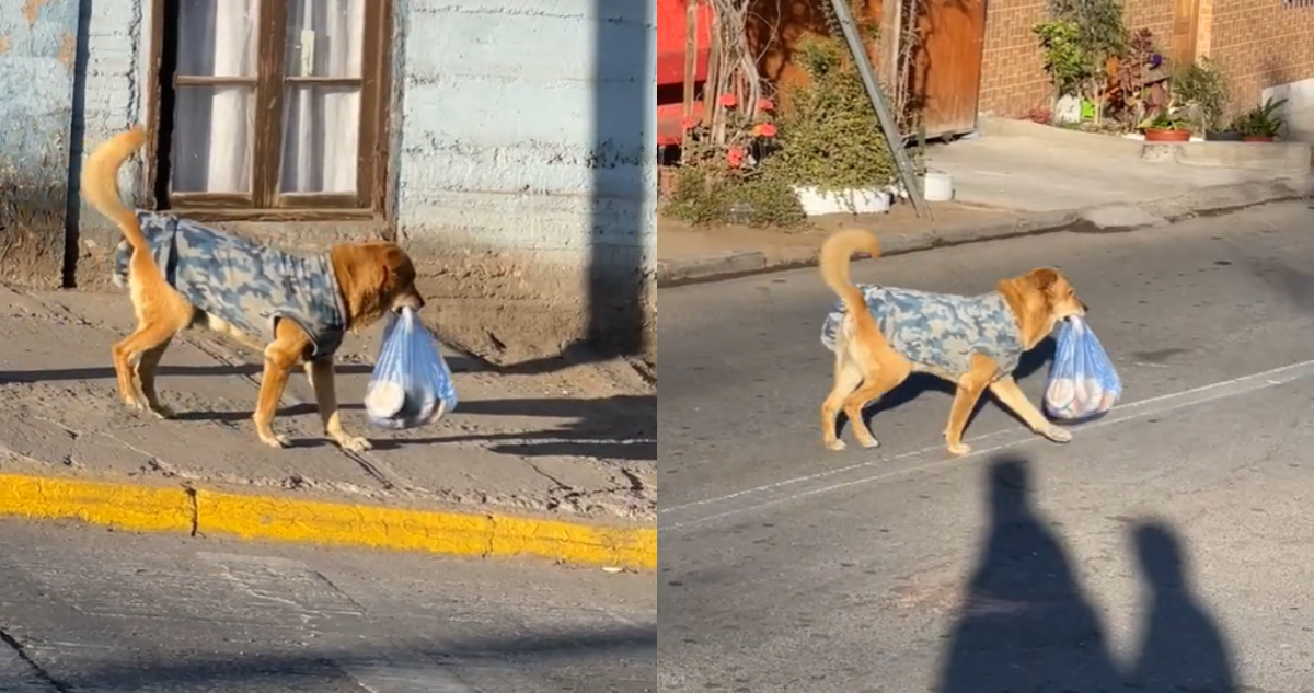 perrito