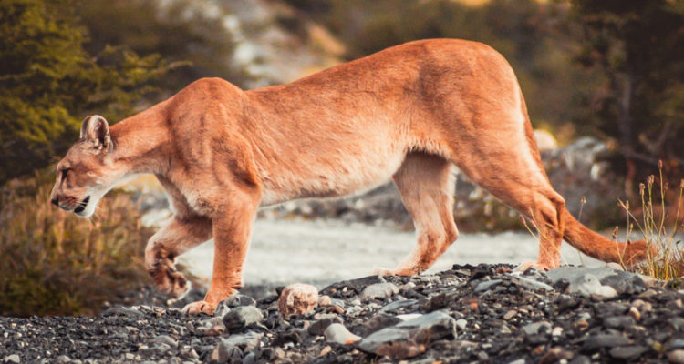 Puma considerado extinguido vuelve a Rio de Janeiro tras 80 años