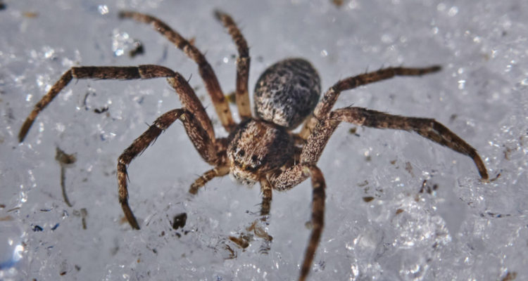 Fue al médico por un dolor de oído pero encontraron algo terrible dentro de ella: Una araña viva