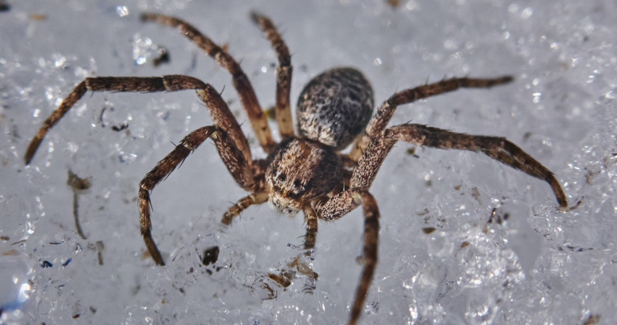 Fue al médico por un dolor de oído pero encontraron algo terrible dentro de ella: Una araña viva