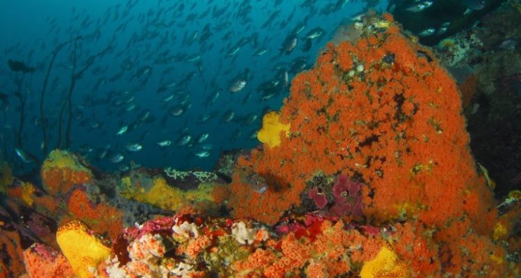 gobierno-anuncia-propuesta-area-protegida-humboldt-dominga