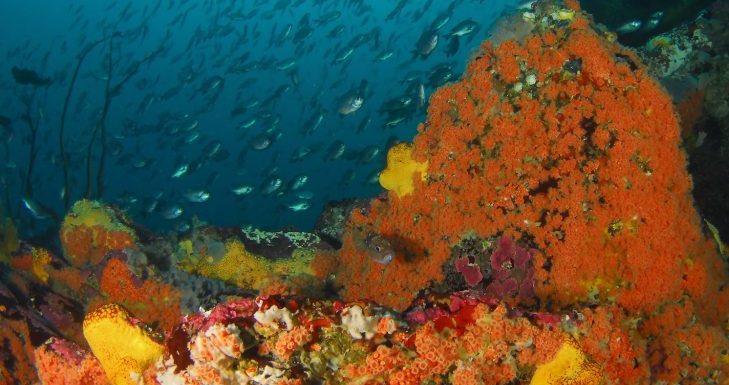 gobierno-anuncia-propuesta-area-protegida-humboldt-dominga