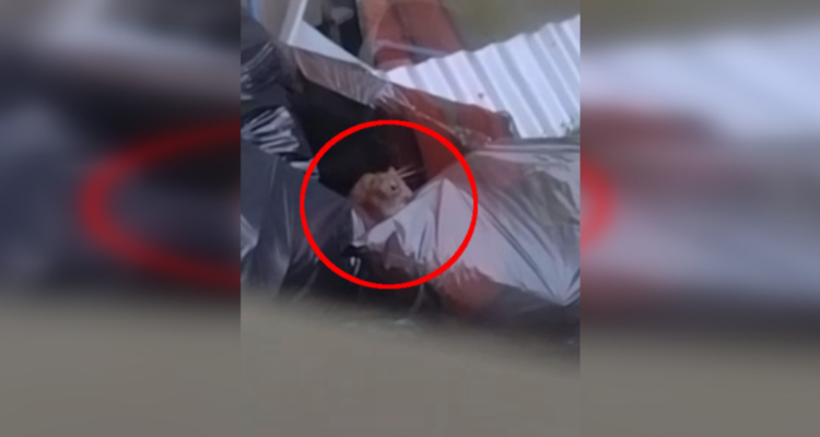 intoxicación seremi