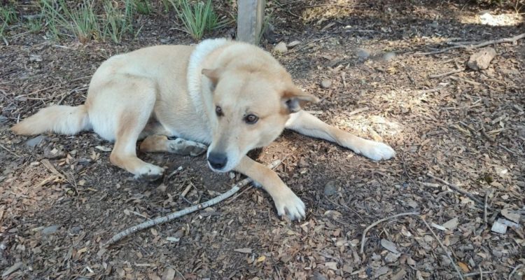 Perro acostado en la tierra