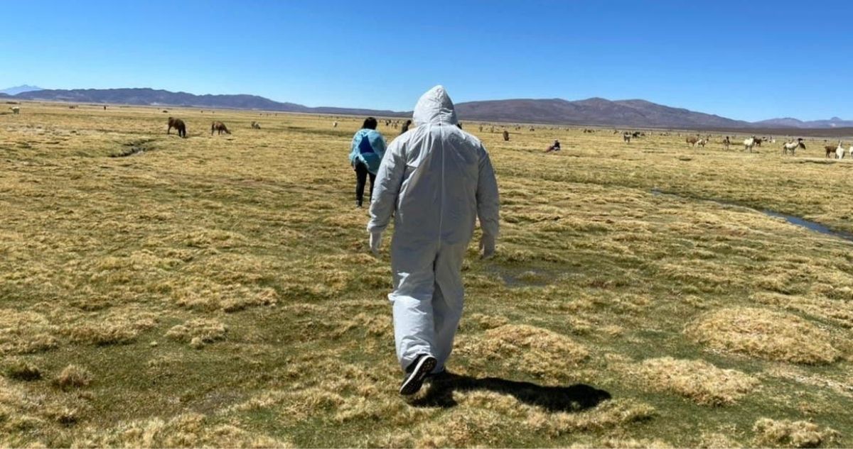 migrante