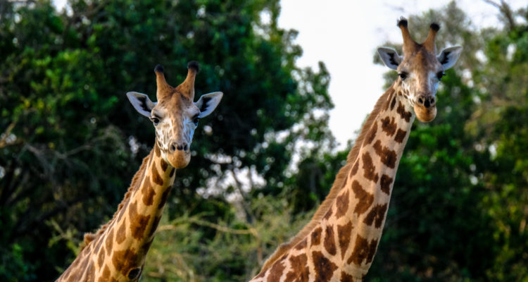 dos jirafas en la sabana