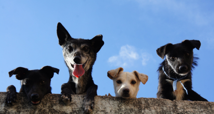 Pexels (cc) | Contexto 