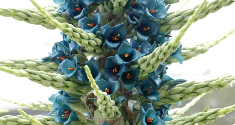 Florece Puya alpestris en la UdeC