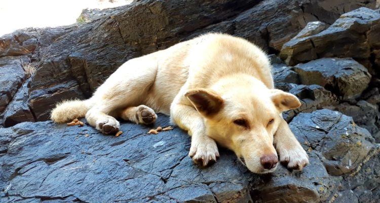 proyecto-dia-libre-trabajadores-muerte-mascota