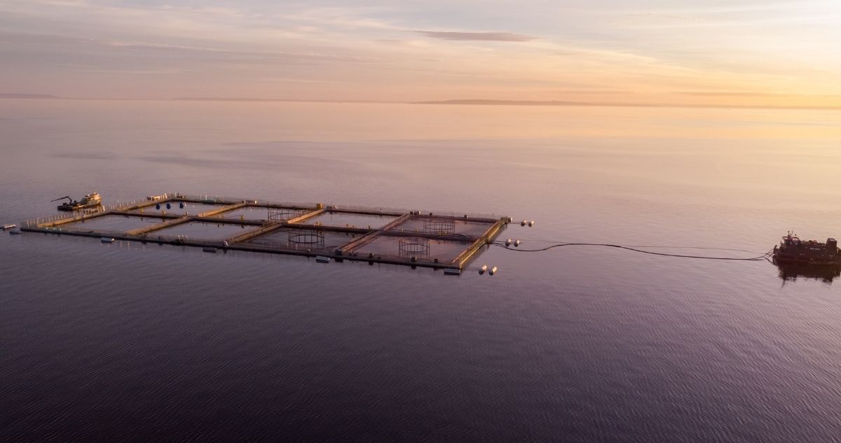 Organizaciones exponen en comisión de Pesca para impulsar ley que prohíba salmoneras en zonas protegidas