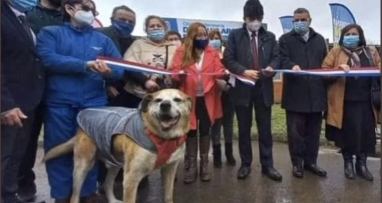Santiago no es Chile: Don Luis Apolo, famoso perro de Osorno tiene veterinaria municipal a su nombre