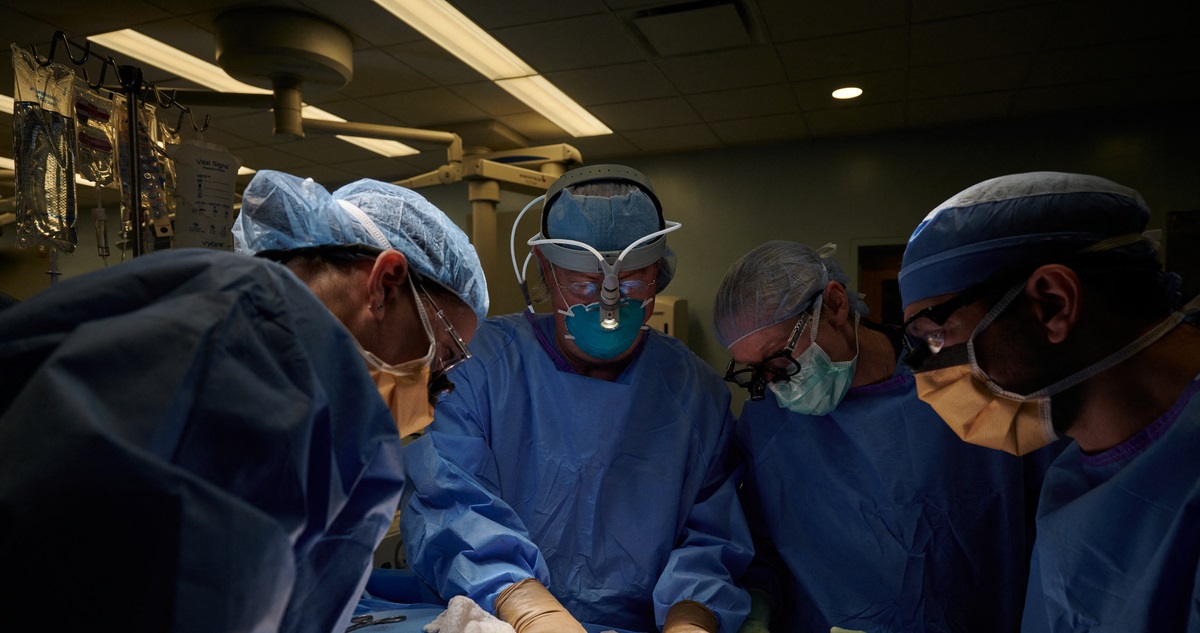 Médicos estadounidenses logran realizar trasplante de riñón de cerdo a humano