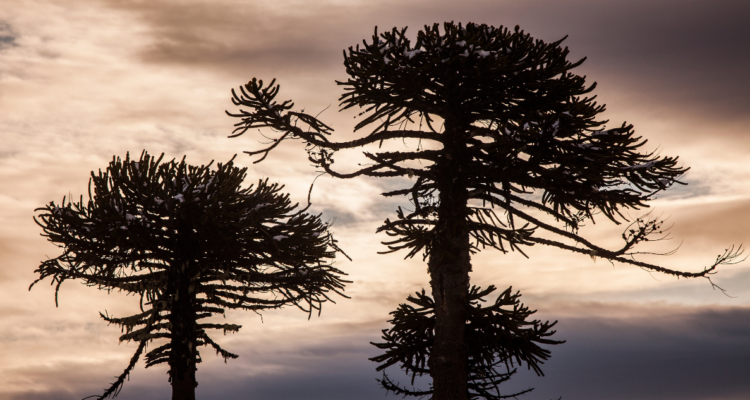 El cambio climático haría desaparecer el 43,6% de la vegetación nativa de Chile