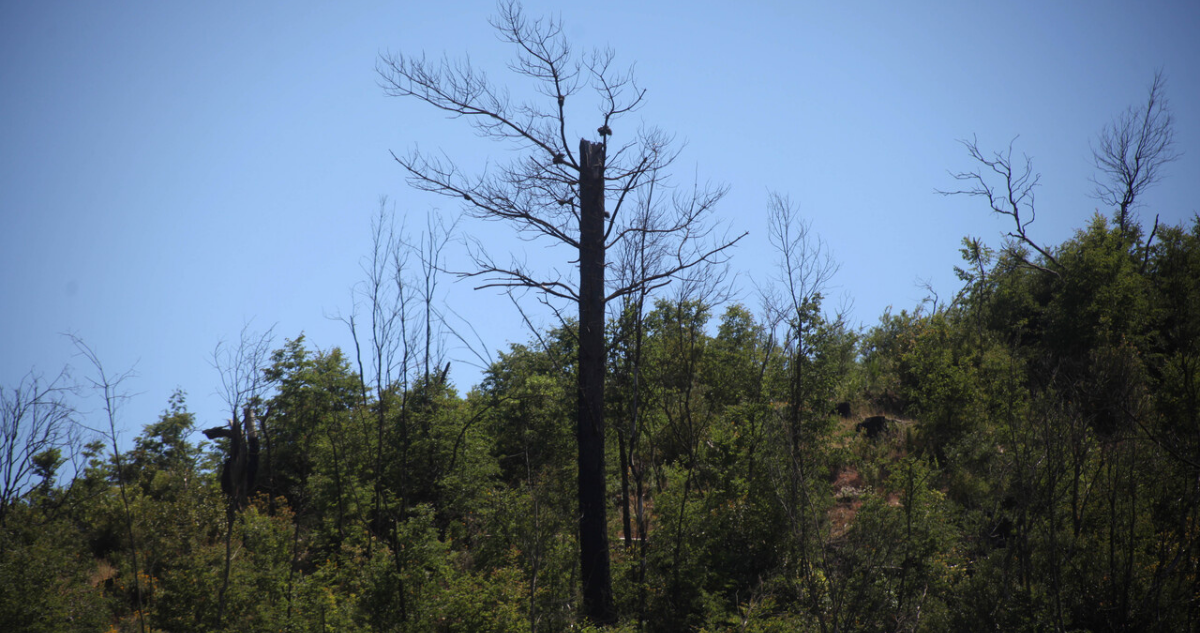 Acusan a Esval de contratar a empresa que arrasó con especies de bosque