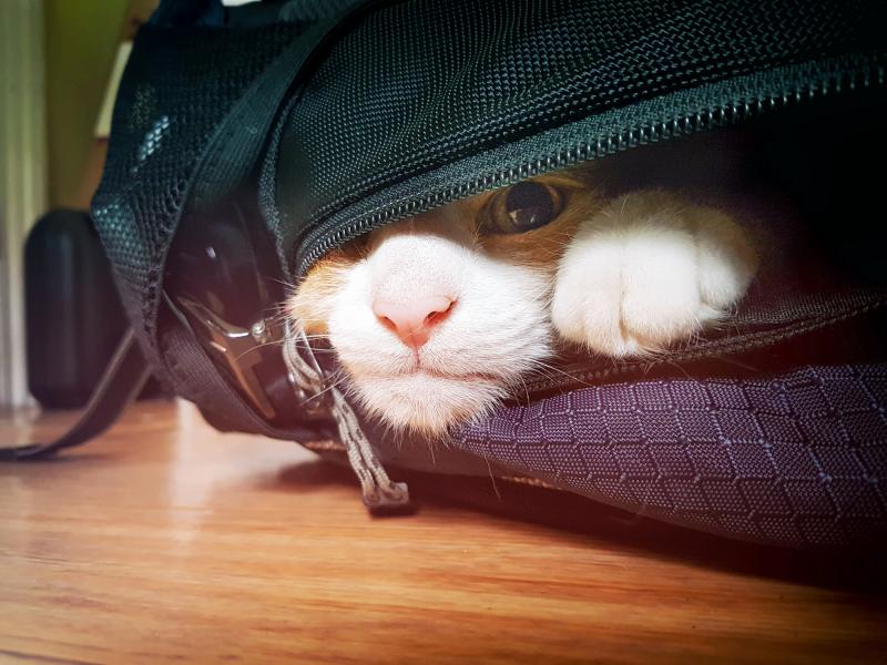 Una peluda polizón: la gata que se metió a la maleta de su humano y fue a dar a otra ciudad