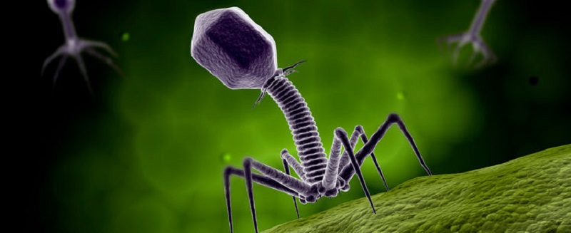 Vista microscópica de un bacteriófago