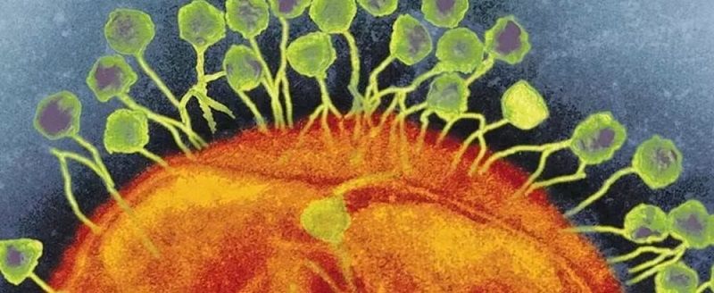 Bacteriófagos atacando una bacteria (naranjo)