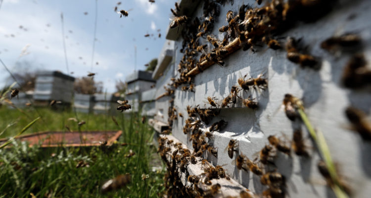 Miles de abejas sobreviven 50 días bajo las cenizas del volcán de La Palma
