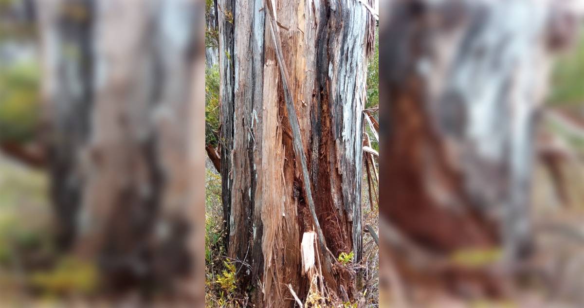 Alerce dañado en Los Ríios