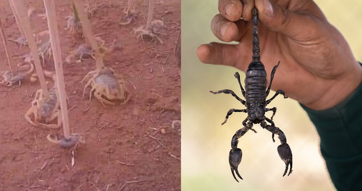 Plaga de escorpiones en Egipto