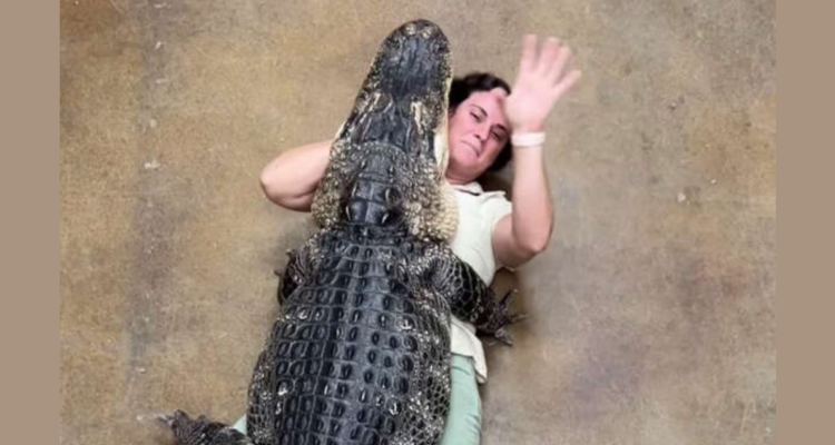 Reacción de cocodrilo con su cuidadora