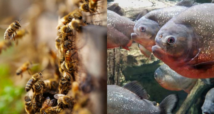 hombre escapa de abejas y muere por pirañas