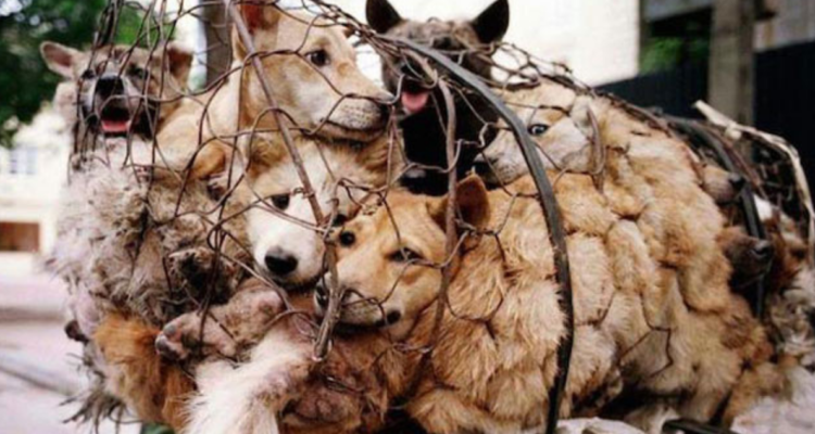 Imagen referencial | WIkimedia Commons