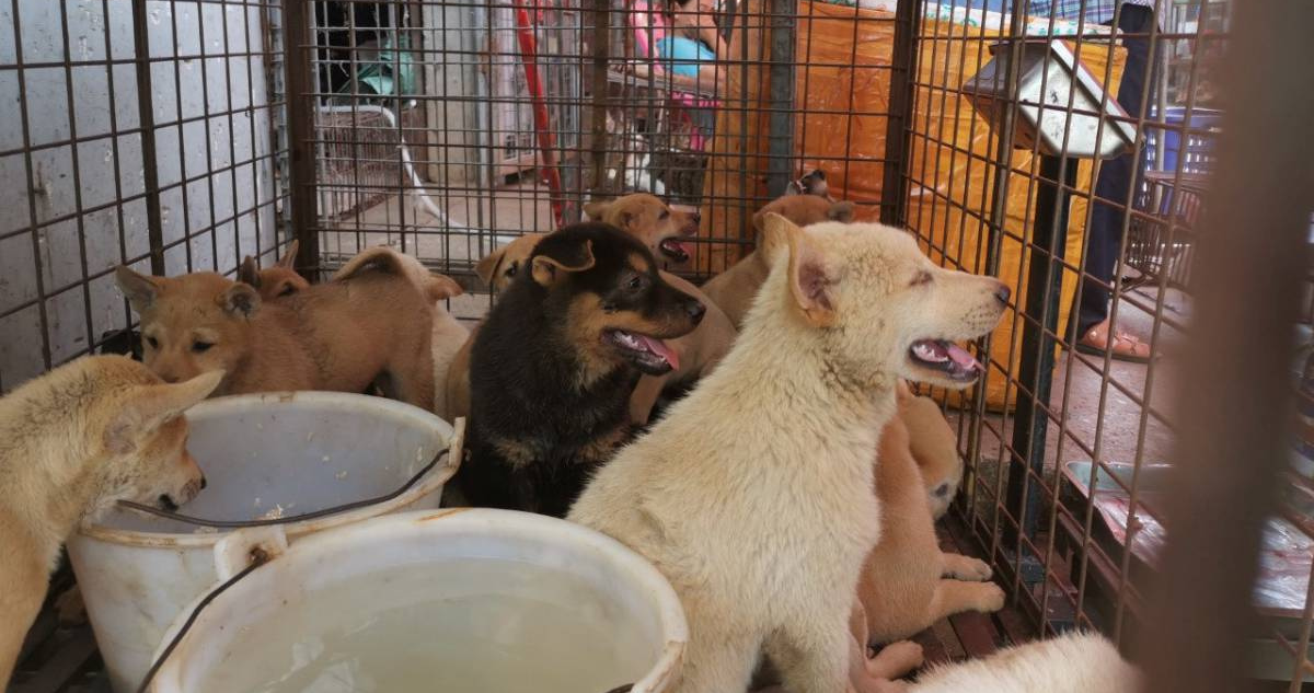 Carne de perro en Corea del Sur