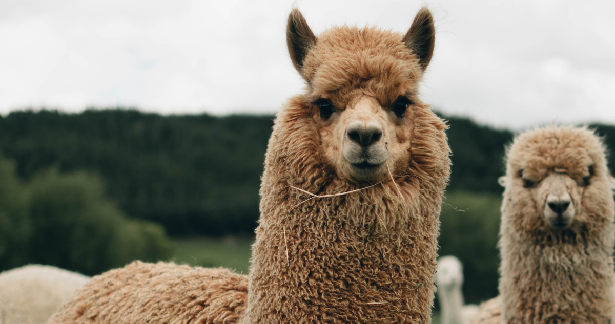 CONTEXTO | Pexels