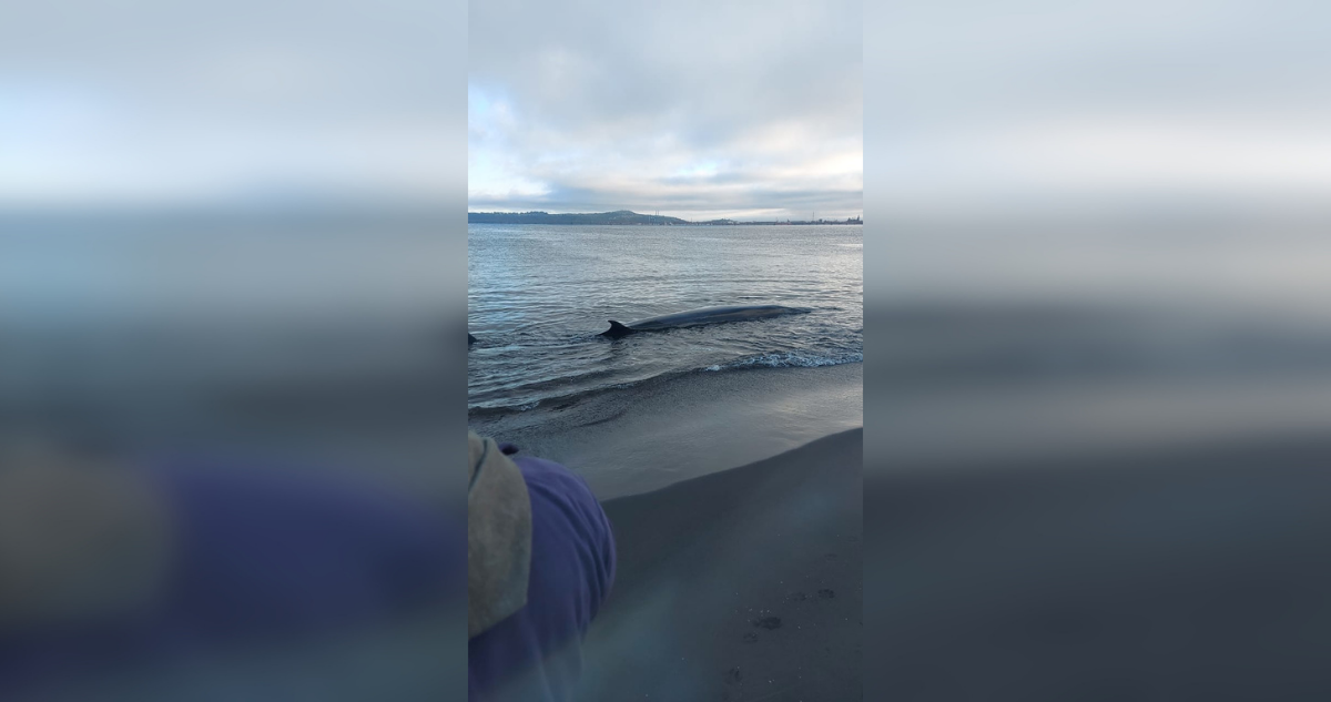Ballena varada en Lenga.