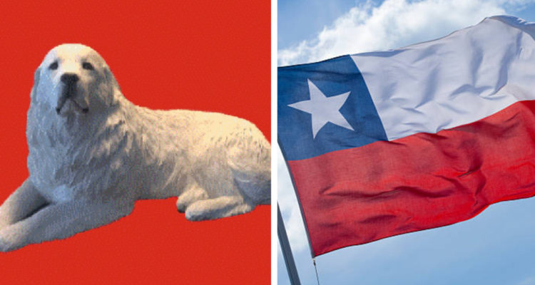perro gran pirineo y bandera de chile