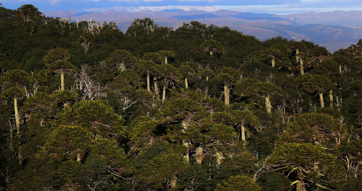 Bosques