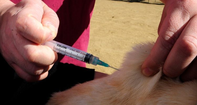 Caso de rabia en La Unión moviliza vacunación gratuita para mascotas