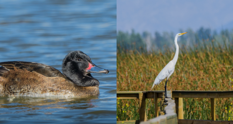 Censo reporta un aumento en la presencia de aves acuáticas en la laguna Batuco