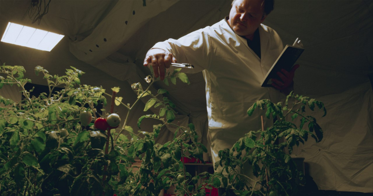Un científico examina las plantas de tomate dentro del invernadero.