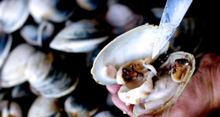 Decomisan ostras en Ancud