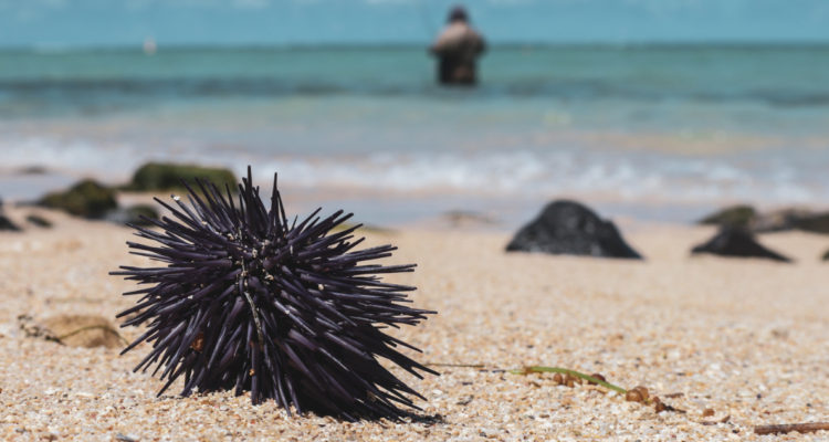 Un erizo de mar en la arena, en medio de una playa.