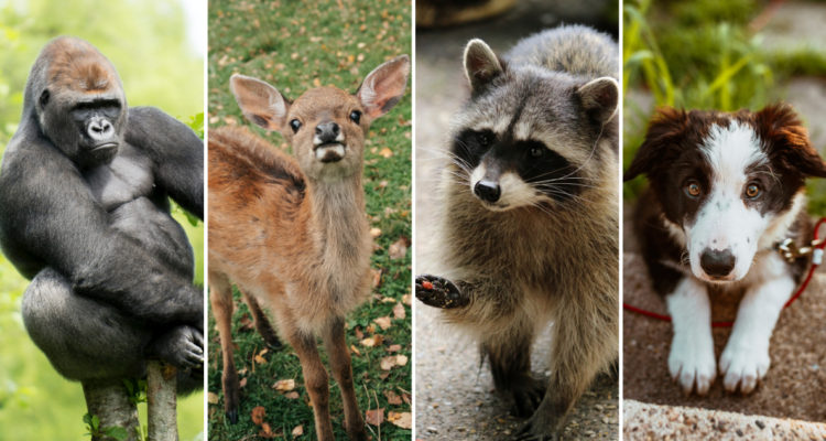 Un gorila en un árbol, un ciervo mirándo a la cámara, un mapache comiendo y un perro mirando a la cámara.