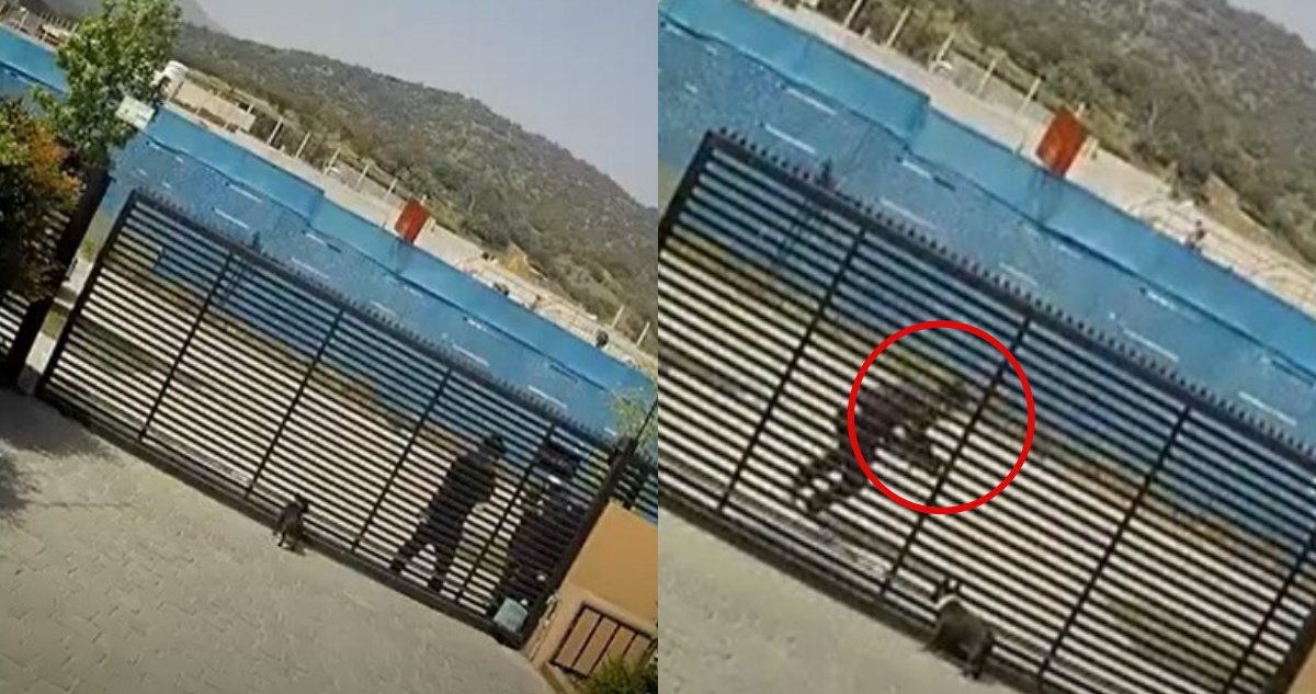 Captan a delincuentes que robaron perro en Lo Barnechea