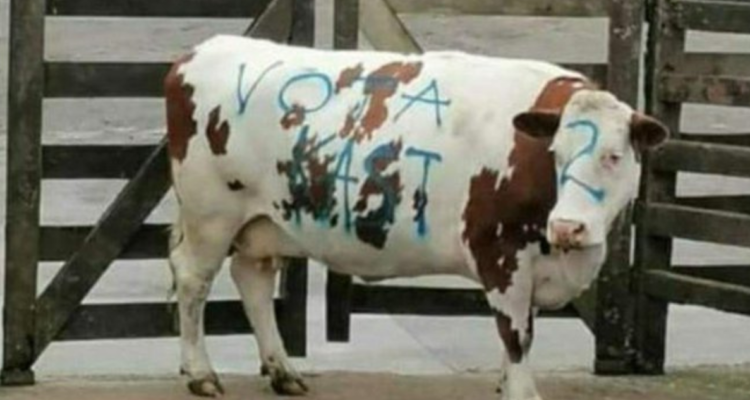 Vaca rayada con propaganda pro Kast